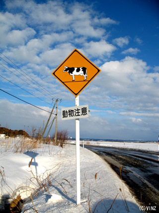 雪景色 北海道　道北 オロロンライン 動物（牛）注意の看板